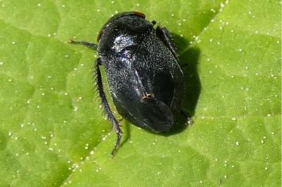 <i>Penthimia nigra</i>