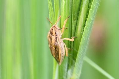 <i>Aelia acuminata</i>