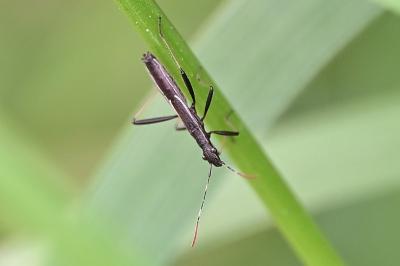 <i>Micrelytra fossularum</i>