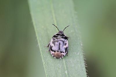 <i>Tritomegas bicolor</i>