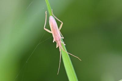 <i>Stenodema laevigata</i>