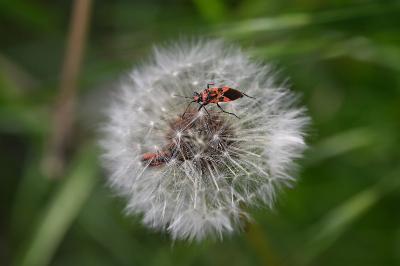<i>Corizus hyoscyami</i>