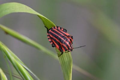 <i>Graphosoma italicum</i>