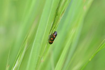 <i>Cercopis intermedia</i>