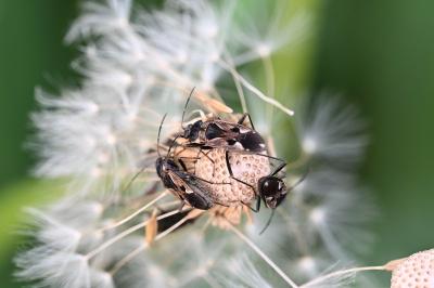 <i>Rhyparochromus vulgaris</i>