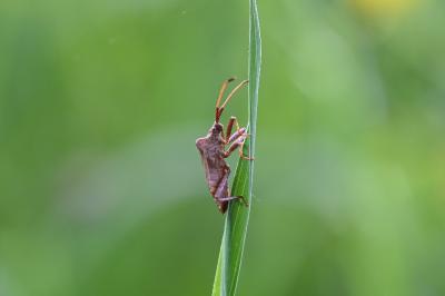 <i>Coreus marginatus</i>