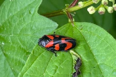 <i>Cercopis vulnerata</i>