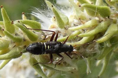 <i>Miris striatus</i>