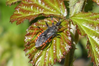 <i>Rhynocoris annulatus</i>