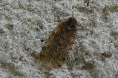 <i>Tachycixius pilosus</i>