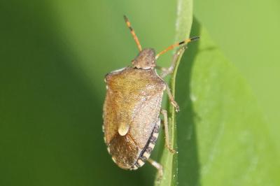 <i>Peribalus strictus</i>