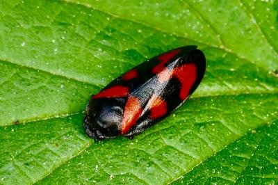 <i>Cercopis vulnerata</i>