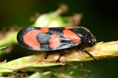 <i>Cercopis vulnerata</i>