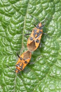 <i>Corizus hyoscyami</i>