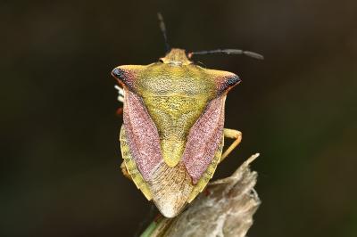 <i>Carpocoris mediterraneus</i>