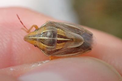 <i>Aelia rostrata</i>