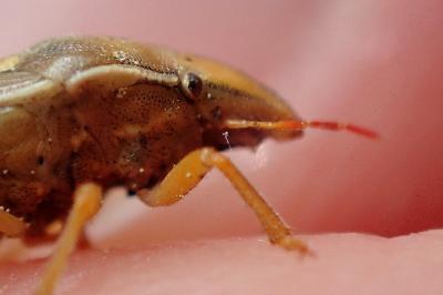 <i>Aelia rostrata</i>