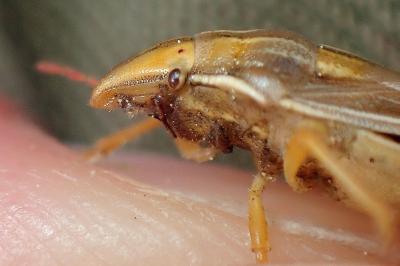 <i>Aelia rostrata</i>