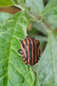 <i>Graphosoma italicum</i>