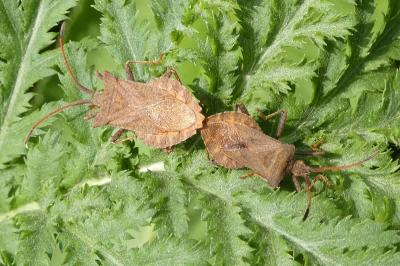 <i>Coreus marginatus</i>