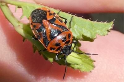 <i>Eurydema ornata</i>