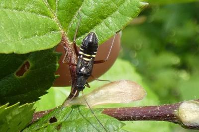 <i>Miris striatus</i>