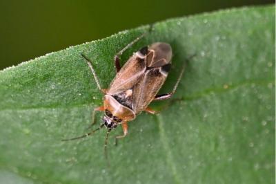 <i>Harpocera thoracica</i>