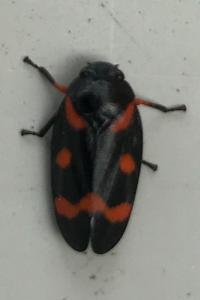 <i>Cercopis intermedia</i>
