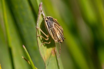 <i>Aelia acuminata</i>