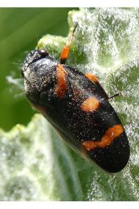 <i>Cercopis intermedia</i>