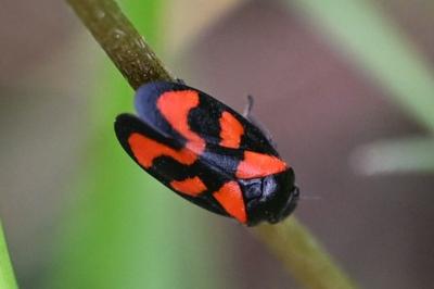 <i>Cercopis vulnerata</i>