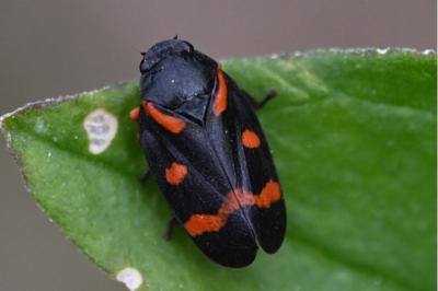 <i>Cercopis intermedia</i>