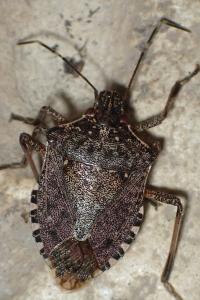<i>Halyomorpha halys</i>