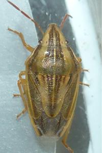 <i>Aelia acuminata</i>