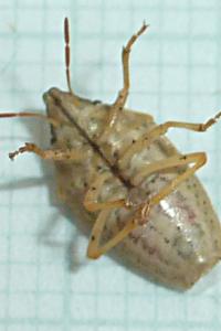 <i>Aelia acuminata</i>