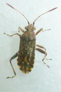 <i>Stictopleurus punctatonervosus</i>