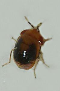 <i>Geocoris erythrocephalus</i>