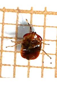 <i>Geocoris erythrocephalus</i>