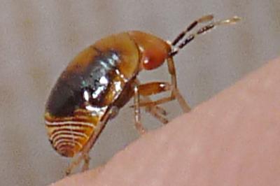 <i>Geocoris erythrocephalus</i>