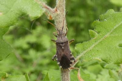 <i>Ceraleptus gracilicornis</i>