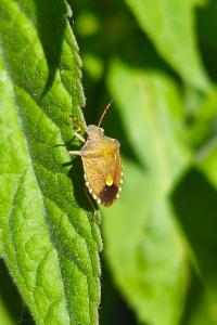 <i>Peribalus strictus</i>