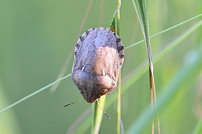 <i>Eurygaster maura</i>