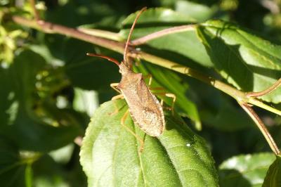 <i>Gonocerus acuteangulatus</i>