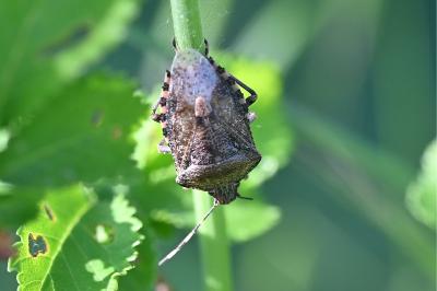 <i>Rhaphigaster nebulosa</i>