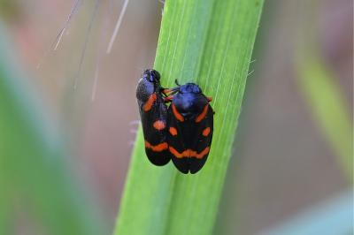 <i>Cercopis intermedia</i>