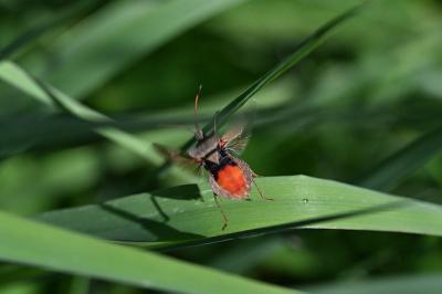 <i>Coreus marginatus</i>