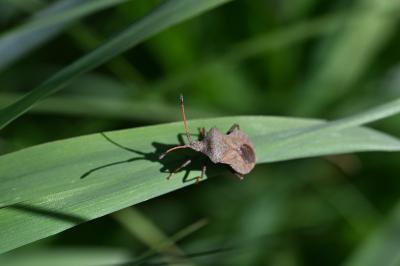 <i>Coreus marginatus</i>