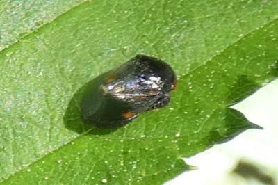 <i>Penthimia nigra</i>