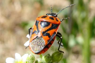 <i>Eurydema ornata</i>