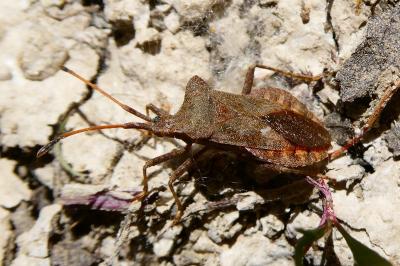 <i>Coreus marginatus</i>